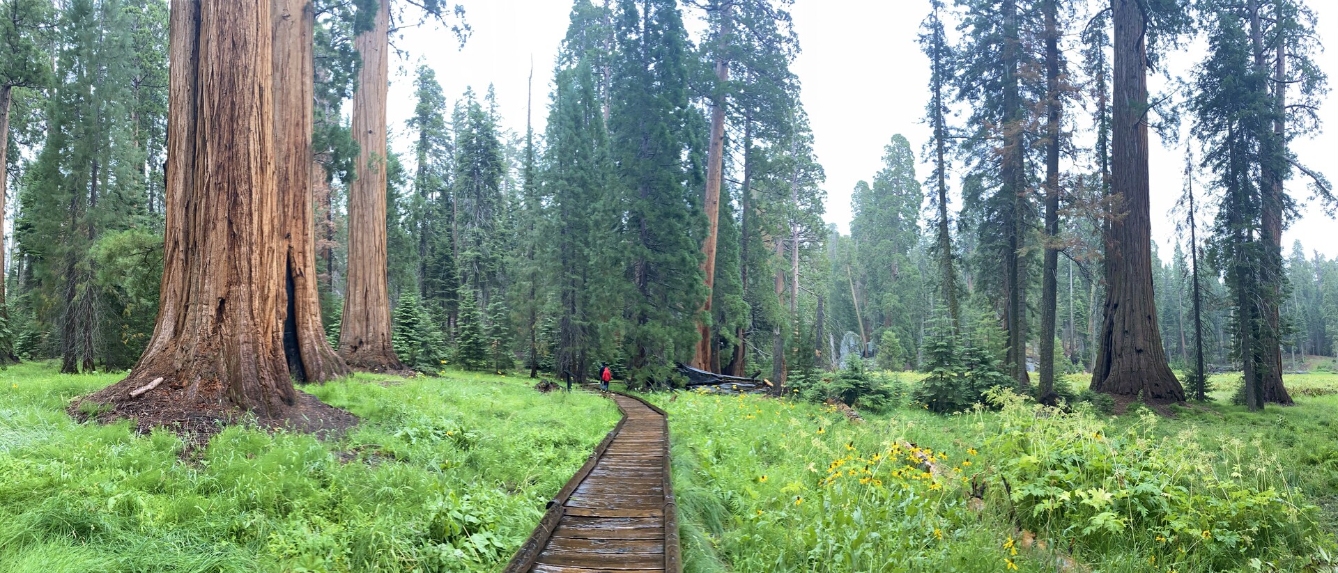 Ruhige Athmosphäre im lichten Wald, um die innere Ruhe zu finden.